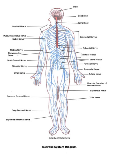 Diagram - The Nervous system